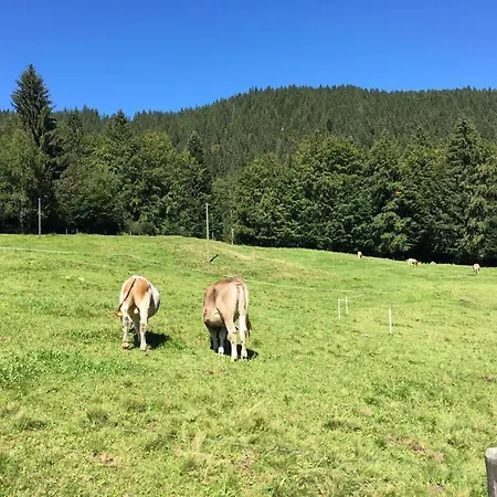 Privates Ein-zimmer-ferienappartement Sabine Im Bei Fussen Im Allgau Seeg